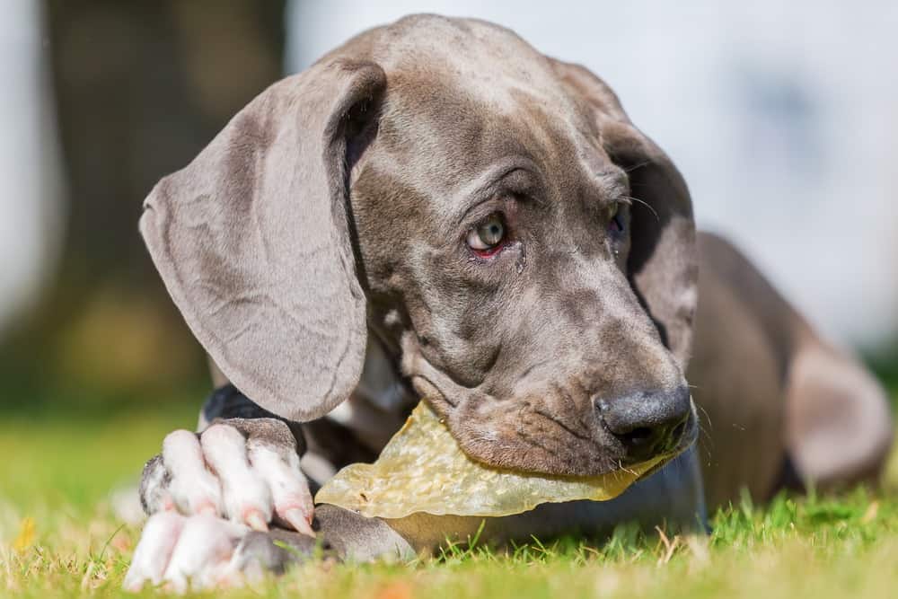 Dog Goods USA Recalls Pig Ear Chews for Dogs.
