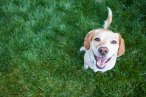 Happy Dog Looking Up from the Grass