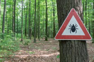 Tick Season and Lyme Disease.