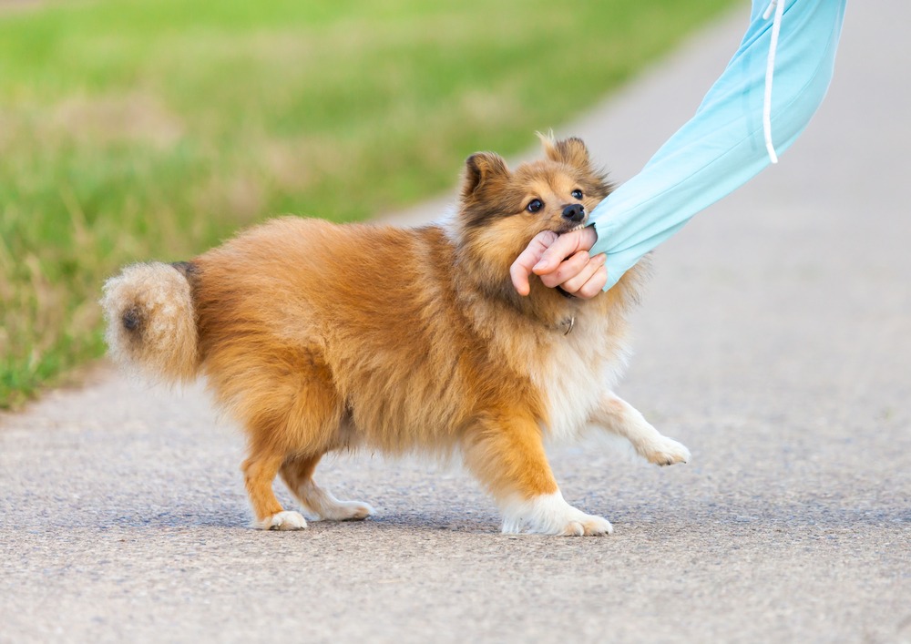 how long do you have to claim a lost dog in pa