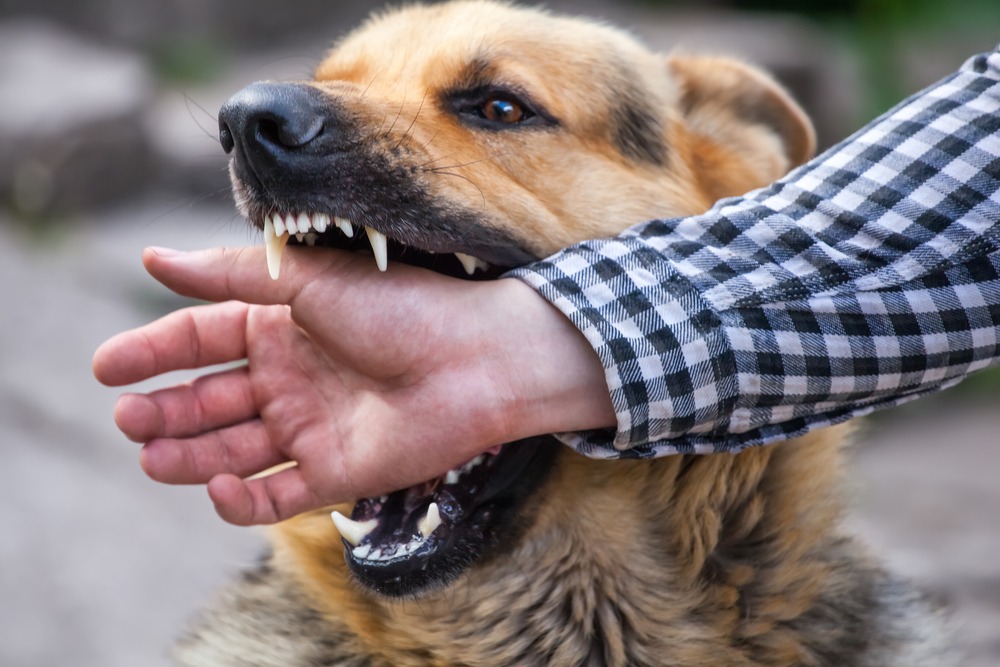 Pittsburgh Tetanus Lawyers | Dog Bite | Berger and Green Pittsburgh Tetanus Lawyers | Dog Bite | Berger and Green