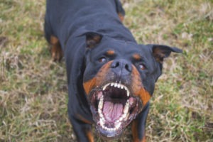 angry rottweiler baring his teeth