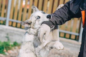 Crawford County Dog Bite Lawyer