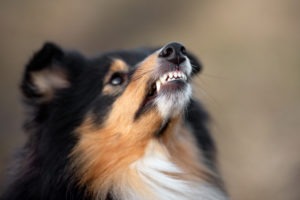 dog baring his teeth